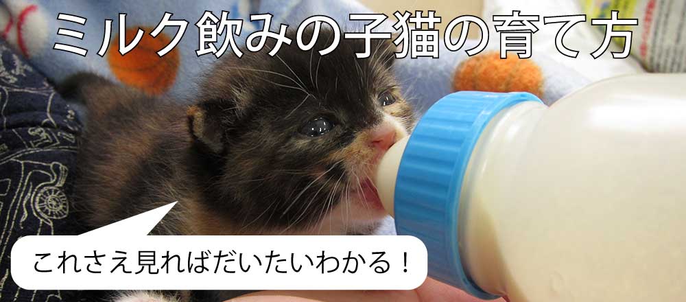 ミルク飲みの子猫の育て方